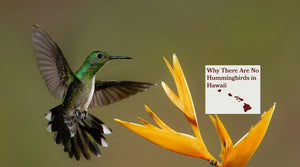 Why There Are No Hummingbirds in Hawaii (and What to Plant Instead)