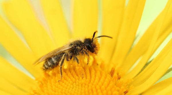 How to Keep Bees, Wasps, and Ants Out of a Hummingbird Feeder