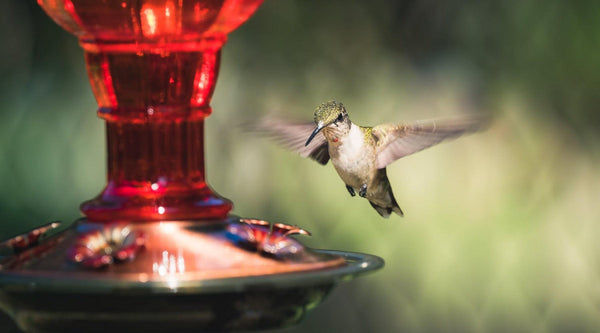 How to Clean a Hummingbird Feeder (and Why It Matters)