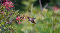 What Should a Beginner Buy to Start Feeding Hummingbirds?