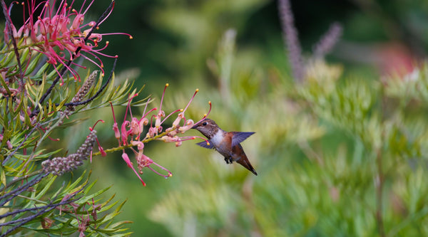 What Should a Beginner Buy to Start Feeding Hummingbirds?