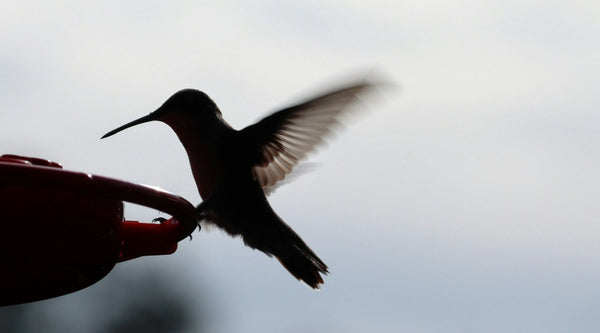 The Correct Hummingbird Nectar Ratio (And How to Measure It for Any Batch Size)