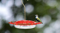 How to Choose the Right Hummingbird Feeder: A Complete Buying Guide