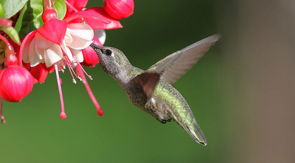 Electrolyte Nectar vs. Plain Sugar Water: What Are You Really Feeding Your Hummingbirds?