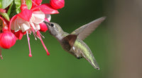 Electrolyte Nectar vs. Plain Sugar Water: What Are You Really Feeding Your Hummingbirds?