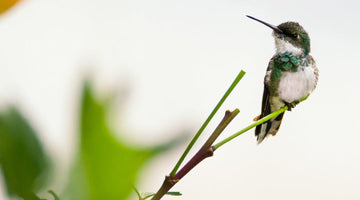 How to Attract Hummingbirds to your Backyard