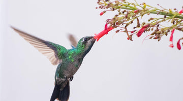 How to Create the Ultimate Hummingbird Sanctuary