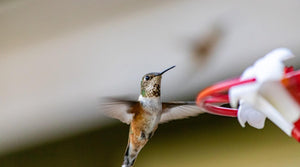 How to Keep Ants Away from your Hummingbird Feeders