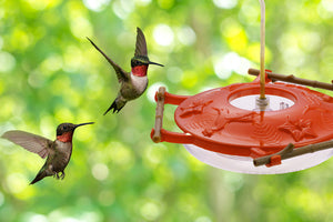 The Correct Hummingbird Nectar Ratio (And How to Measure It for Any Batch Size)