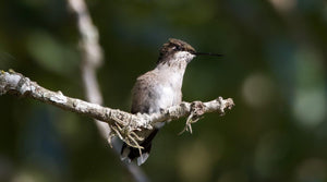 Journey through the Hummingbird Highway: Species Across the US