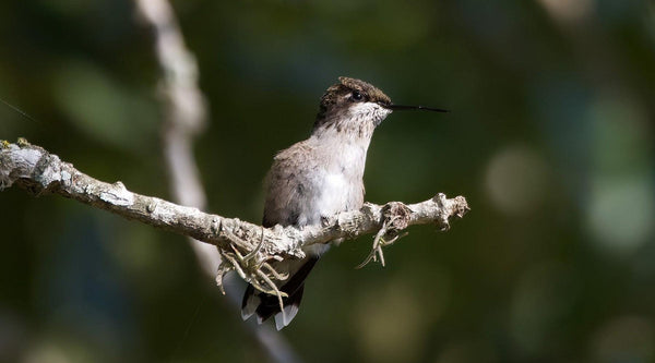 Hummingbird Species Across the US: A Backyard Identification Guide