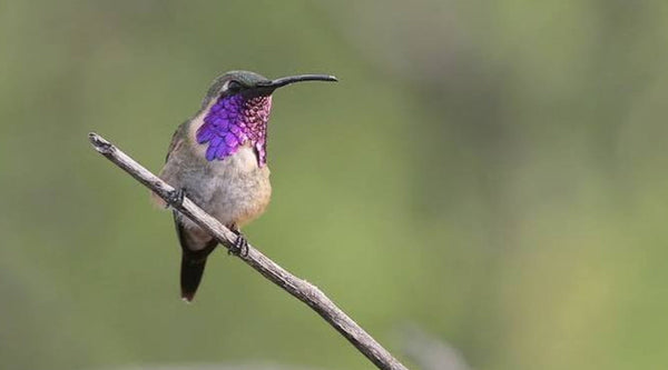 Lucifer Hummingbird: A Courtship Unlike Any Other