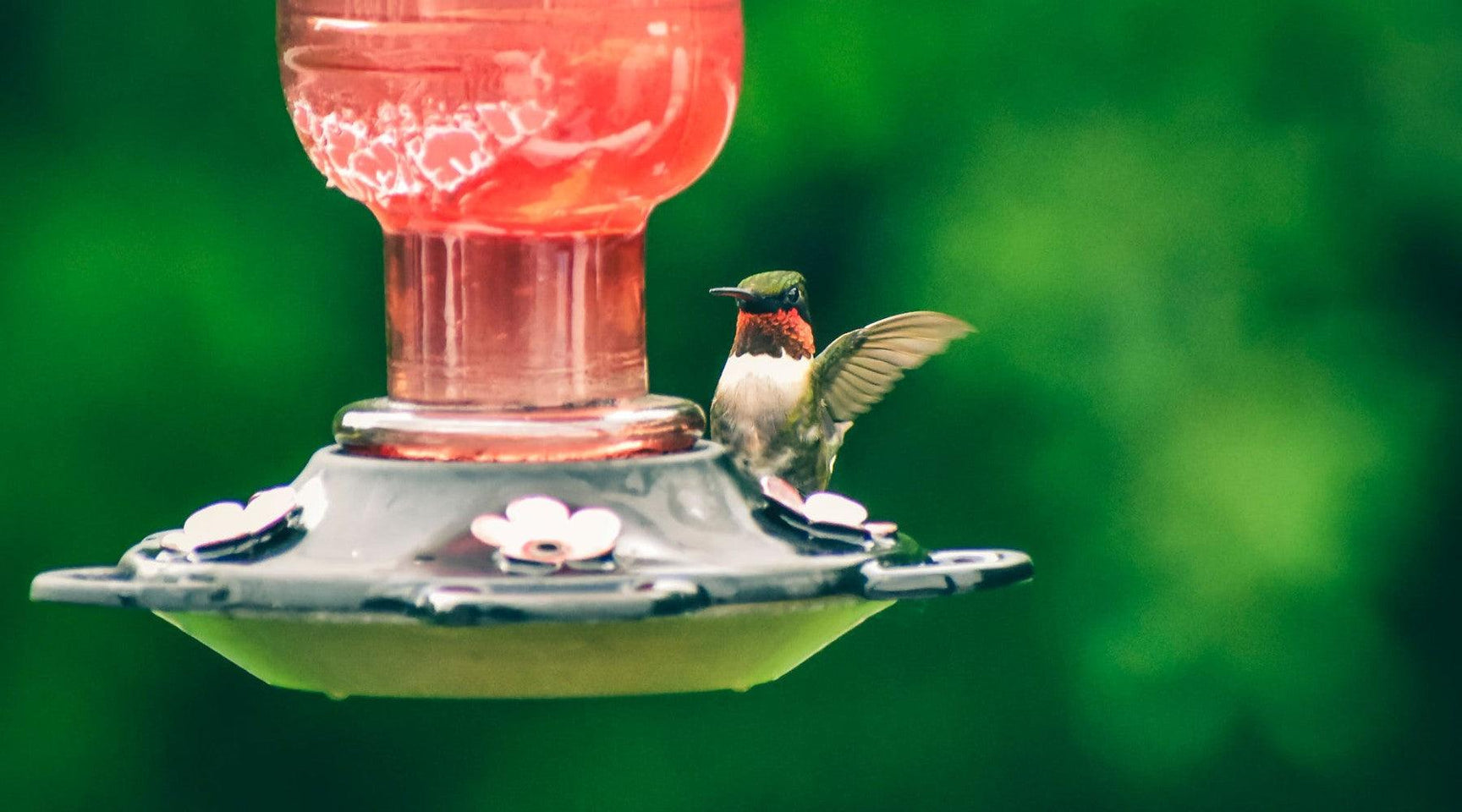 How often should you change your hummingbird nectar? Pop's Birding