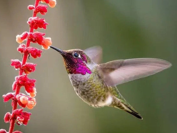 Where to Hang a Hummingbird Feeder: The Complete Placement Guide