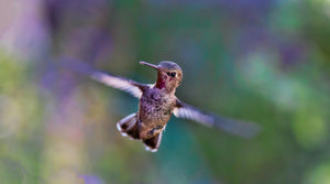 The Extraordinary Journey of Hummingbird Migration