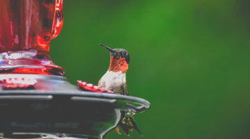When to take down your hummingbird feeders