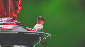 When to Take Down your Hummingbird Feeders - Pop's Birding