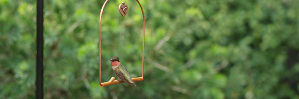 Best Hummingbird Swings