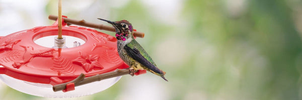 Hummingbird Feeders
