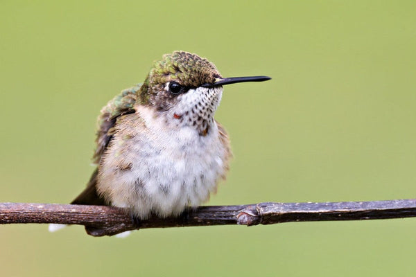 Hummingbird Perches