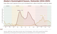 Alaska hummingbird timing chart