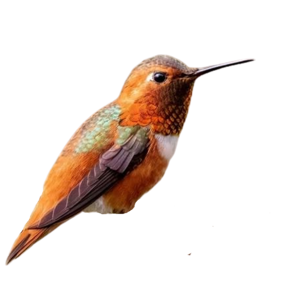 Allen's Hummingbird