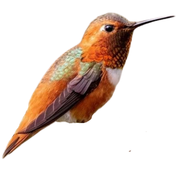 Allen's Hummingbird
