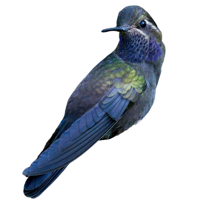 Amethyst-throated Mountain-gem
