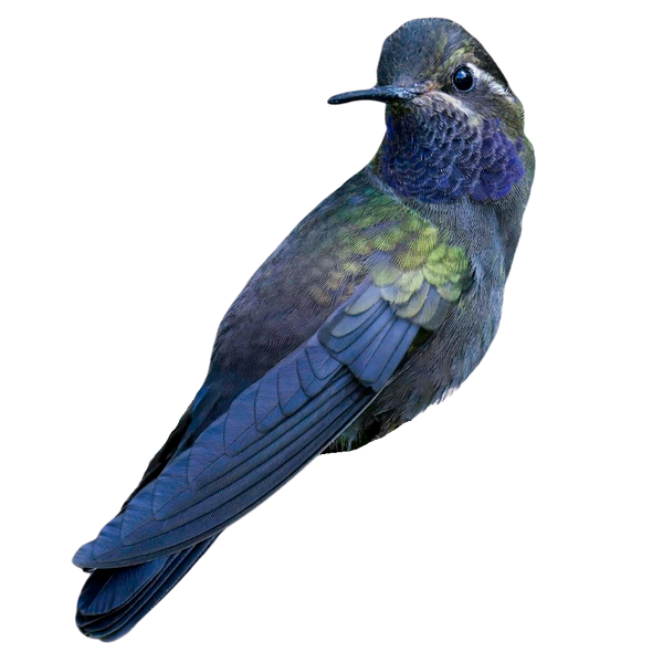 Amethyst-throated Mountain-gem Hummingbird
