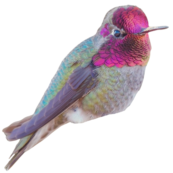 Anna's Hummingbird