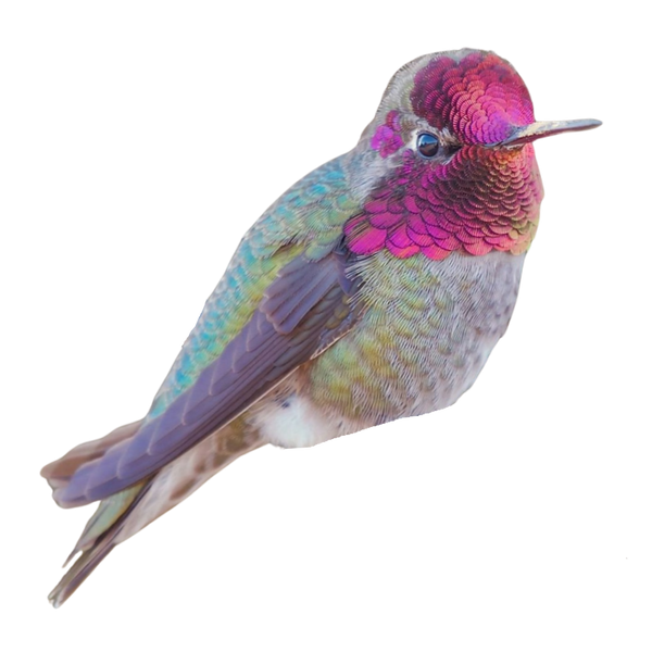 Anna's Hummingbird