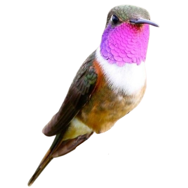 Bahama woodstar Hummingbird