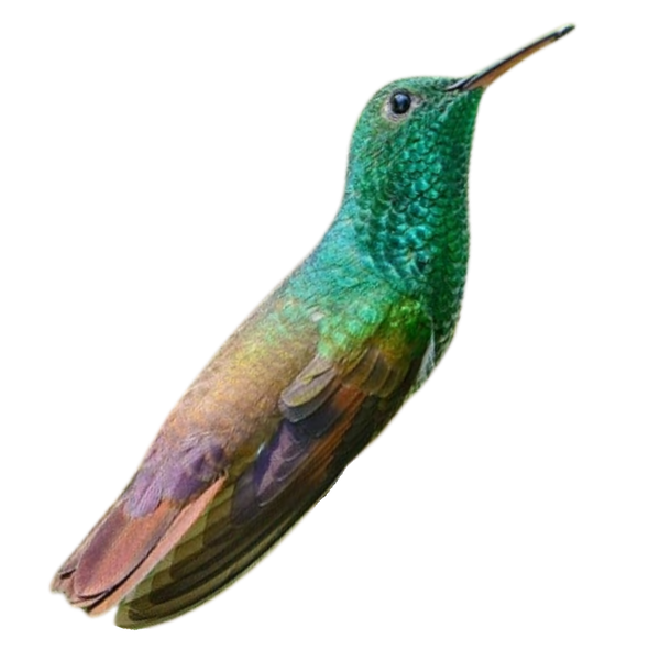 Berylline hummingbird