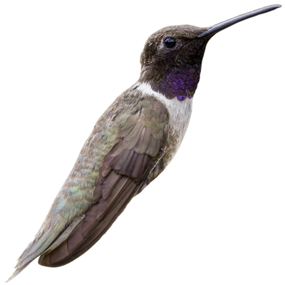 Black-chinned