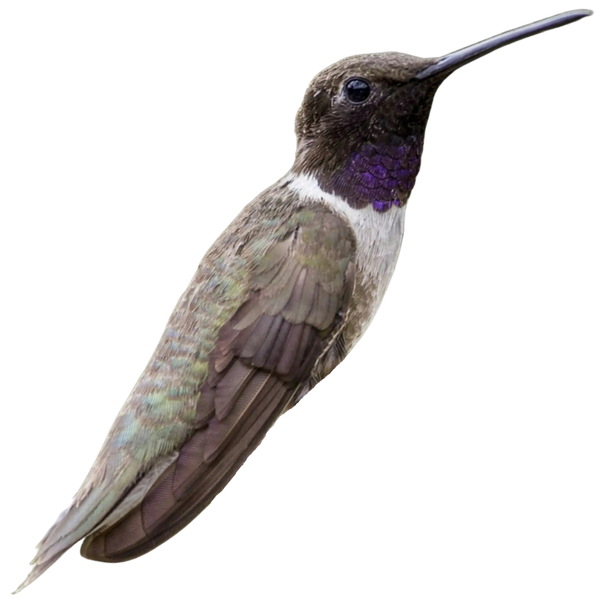 Black-chinned Hummingbird