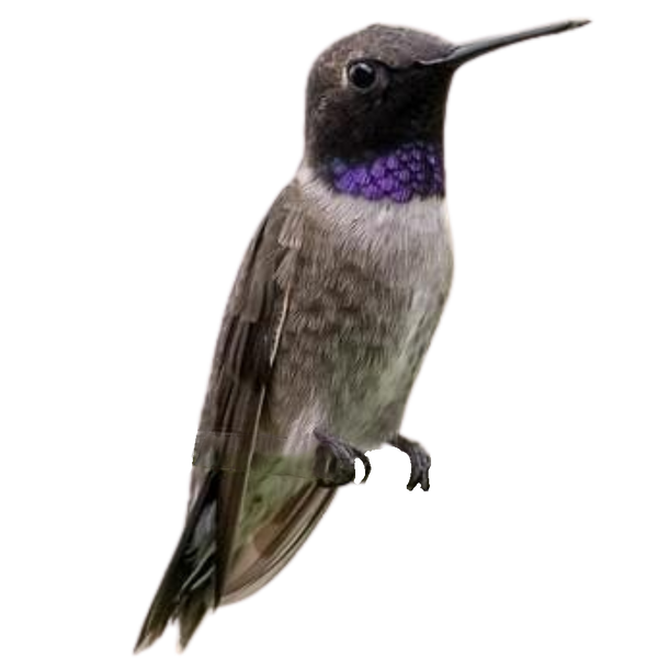 Black-chinned Hummingbird