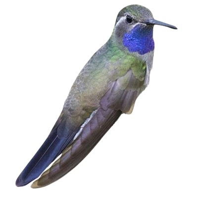 Blue-throated Mountain-gem
