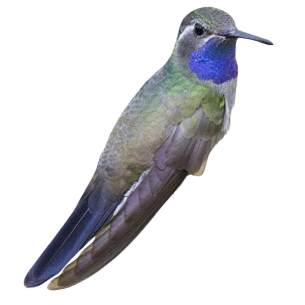 Blue-throated Mountain-gem Hummingbird.