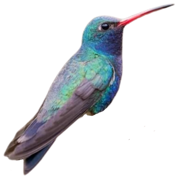 Broad-billed Hummingbird
