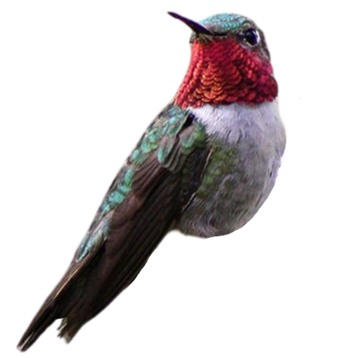 Broad-tailed