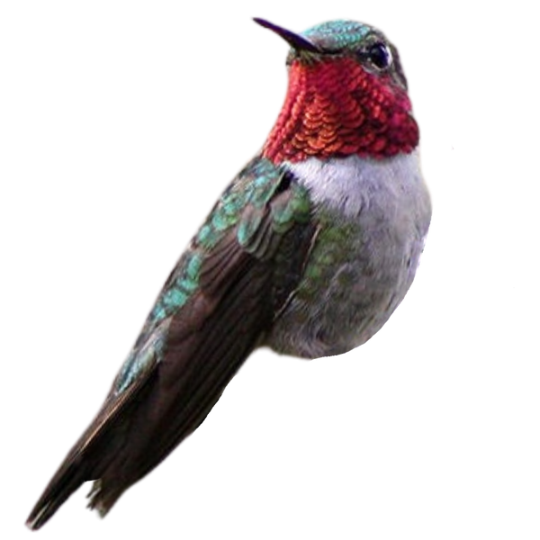 Broad-tailed Hummingbird