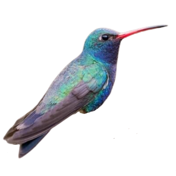 Broad-billed Hummingbird