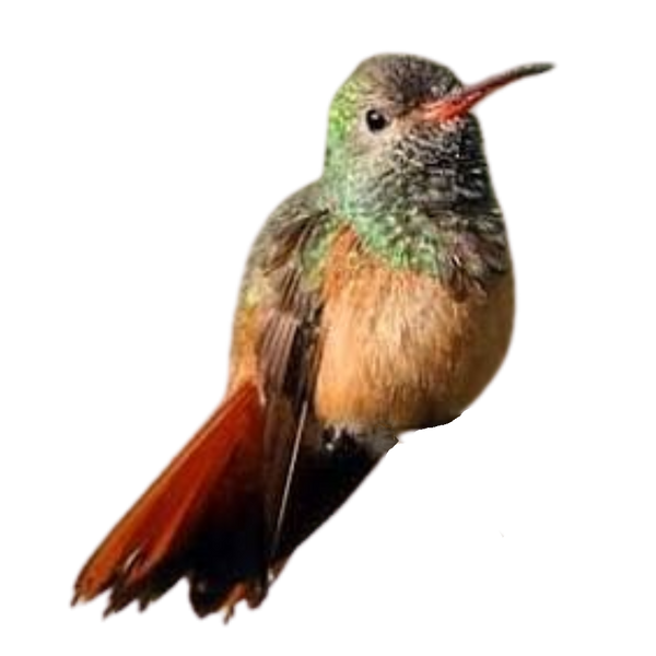 Buff-bellied Hummingbird