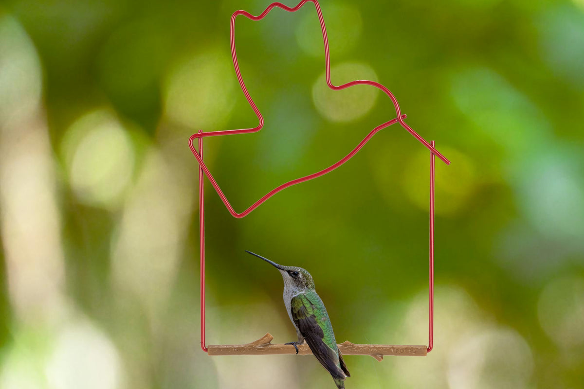 A hummingbird perched on the red bird-shaped Craft Series swing