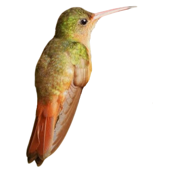 Cinnamon Hummingbird