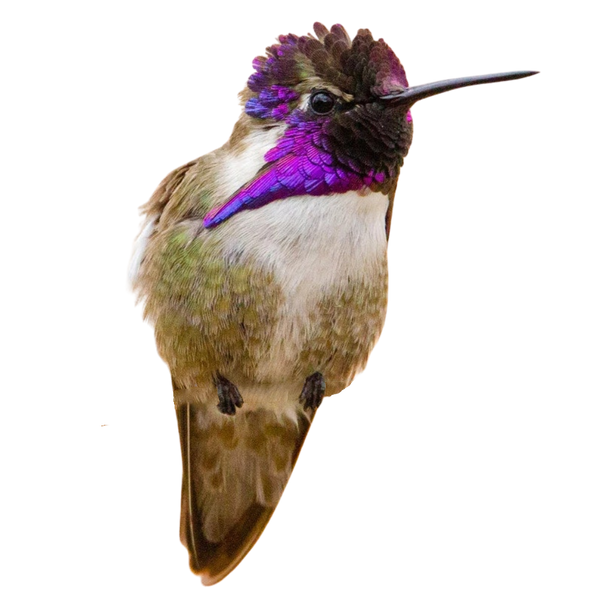 Costa's Hummingbird