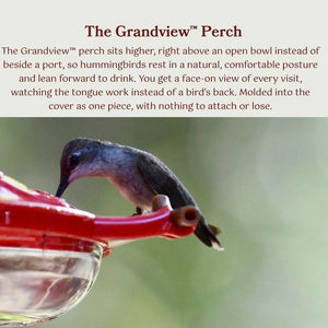 Grandview perch close-up: a hummingbird sits above the open bowl and leans forward to drink