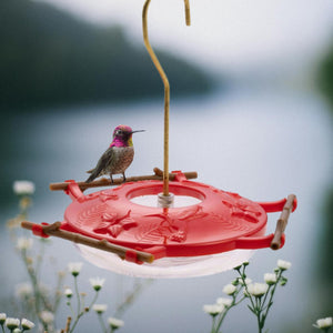 Pop's AspenPerch™ Hummingbird Feeder, 8 oz