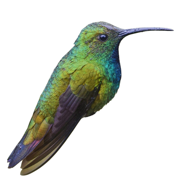 Green-breasted Mango Hummingbird