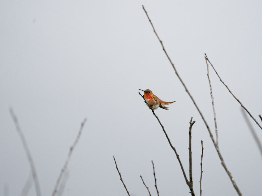 A hummingbird resting on a bare branch
